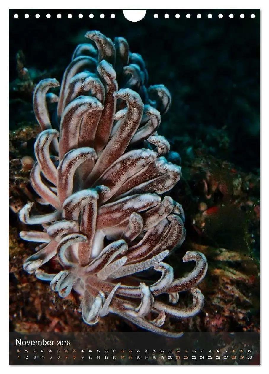 Bild: 9783516734195 | Nudibranches Meeresnacktschnecken aus Nord-Sulawesi (Wandkalender...