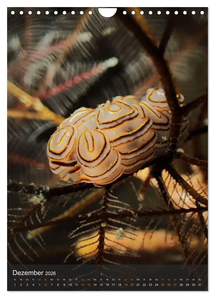 Bild: 9783516734195 | Nudibranches Meeresnacktschnecken aus Nord-Sulawesi (Wandkalender...