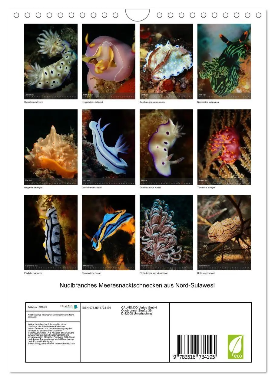 Bild: 9783516734195 | Nudibranches Meeresnacktschnecken aus Nord-Sulawesi (Wandkalender...