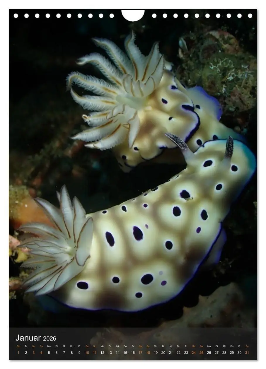 Bild: 9783516734195 | Nudibranches Meeresnacktschnecken aus Nord-Sulawesi (Wandkalender...