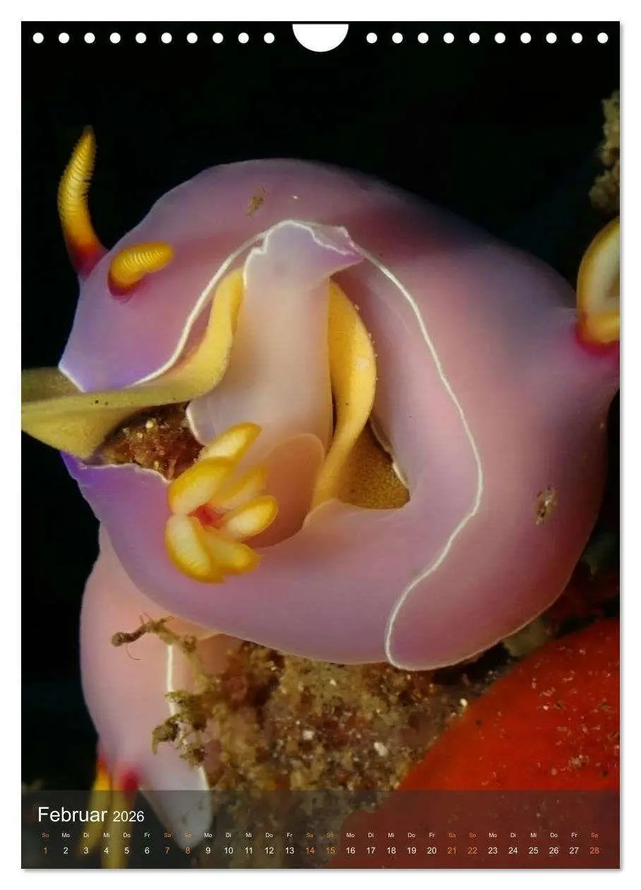 Bild: 9783516734195 | Nudibranches Meeresnacktschnecken aus Nord-Sulawesi (Wandkalender...