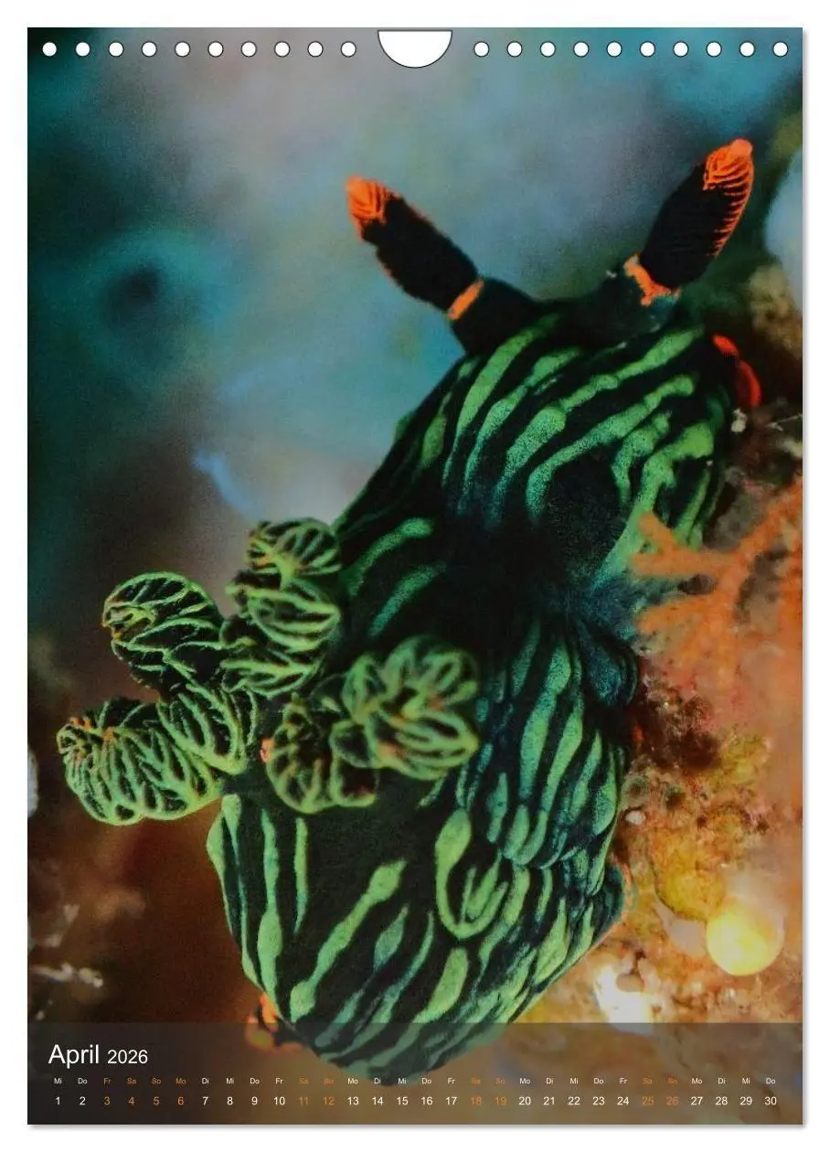 Bild: 9783516734195 | Nudibranches Meeresnacktschnecken aus Nord-Sulawesi (Wandkalender...