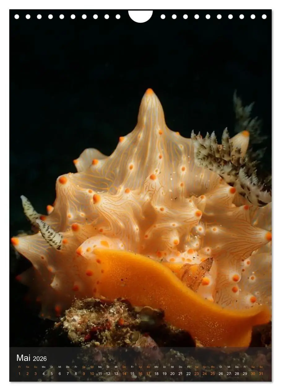 Bild: 9783516734195 | Nudibranches Meeresnacktschnecken aus Nord-Sulawesi (Wandkalender...