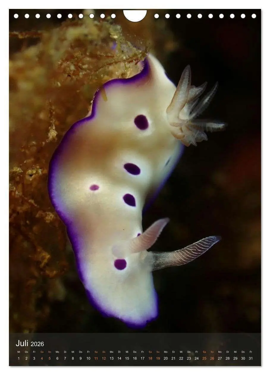 Bild: 9783516734195 | Nudibranches Meeresnacktschnecken aus Nord-Sulawesi (Wandkalender...