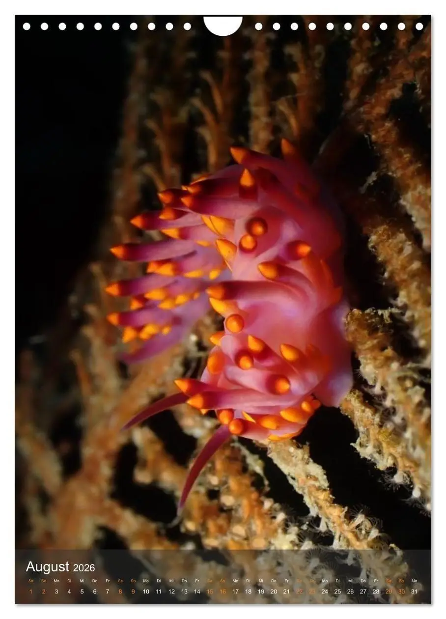 Bild: 9783516734195 | Nudibranches Meeresnacktschnecken aus Nord-Sulawesi (Wandkalender...