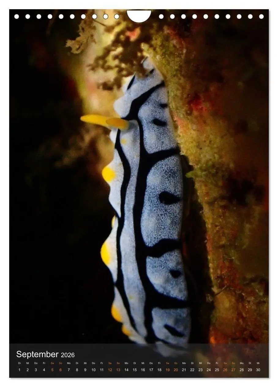 Bild: 9783516734195 | Nudibranches Meeresnacktschnecken aus Nord-Sulawesi (Wandkalender...