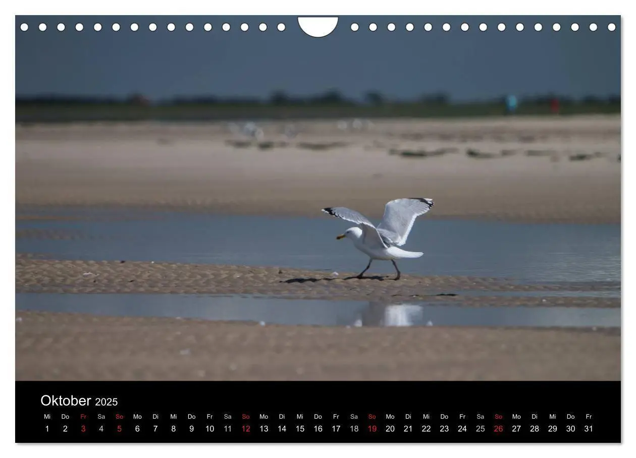 Bild: 9783435614295 | Amrumer Impressionen (Wandkalender 2025 DIN A4 quer), CALVENDO...