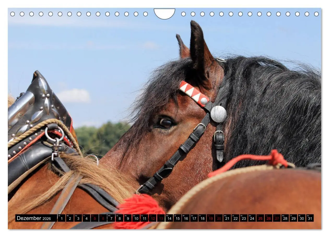 Bild: 9783457874295 | Schwere Pferde 2026 (Wandkalender 2026 DIN A4 quer), CALVENDO...
