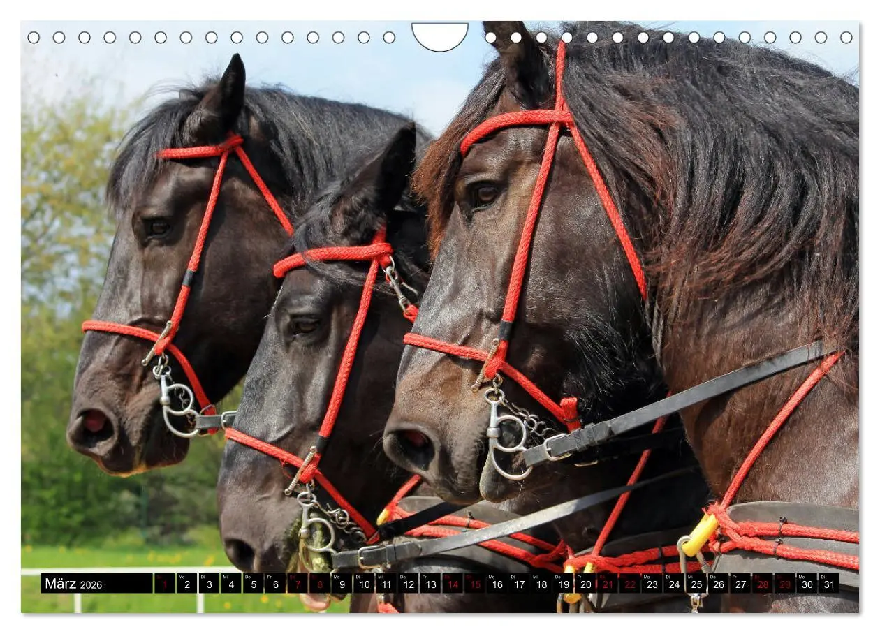 Bild: 9783457874295 | Schwere Pferde 2026 (Wandkalender 2026 DIN A4 quer), CALVENDO...