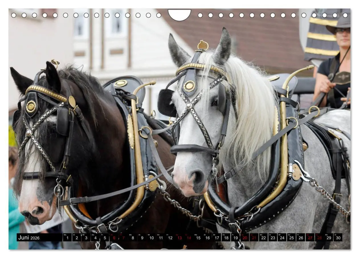 Bild: 9783457874295 | Schwere Pferde 2026 (Wandkalender 2026 DIN A4 quer), CALVENDO...
