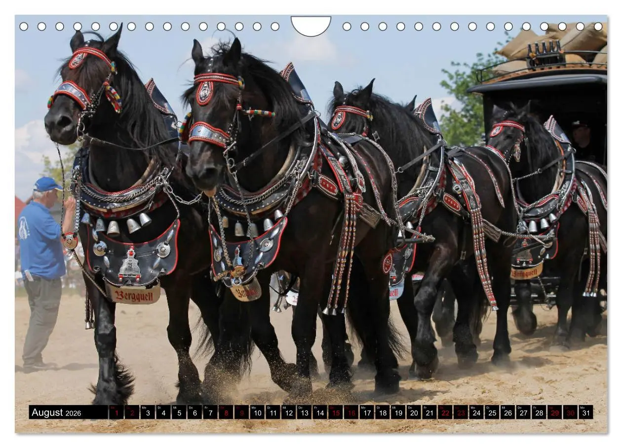 Bild: 9783457874295 | Schwere Pferde 2026 (Wandkalender 2026 DIN A4 quer), CALVENDO...