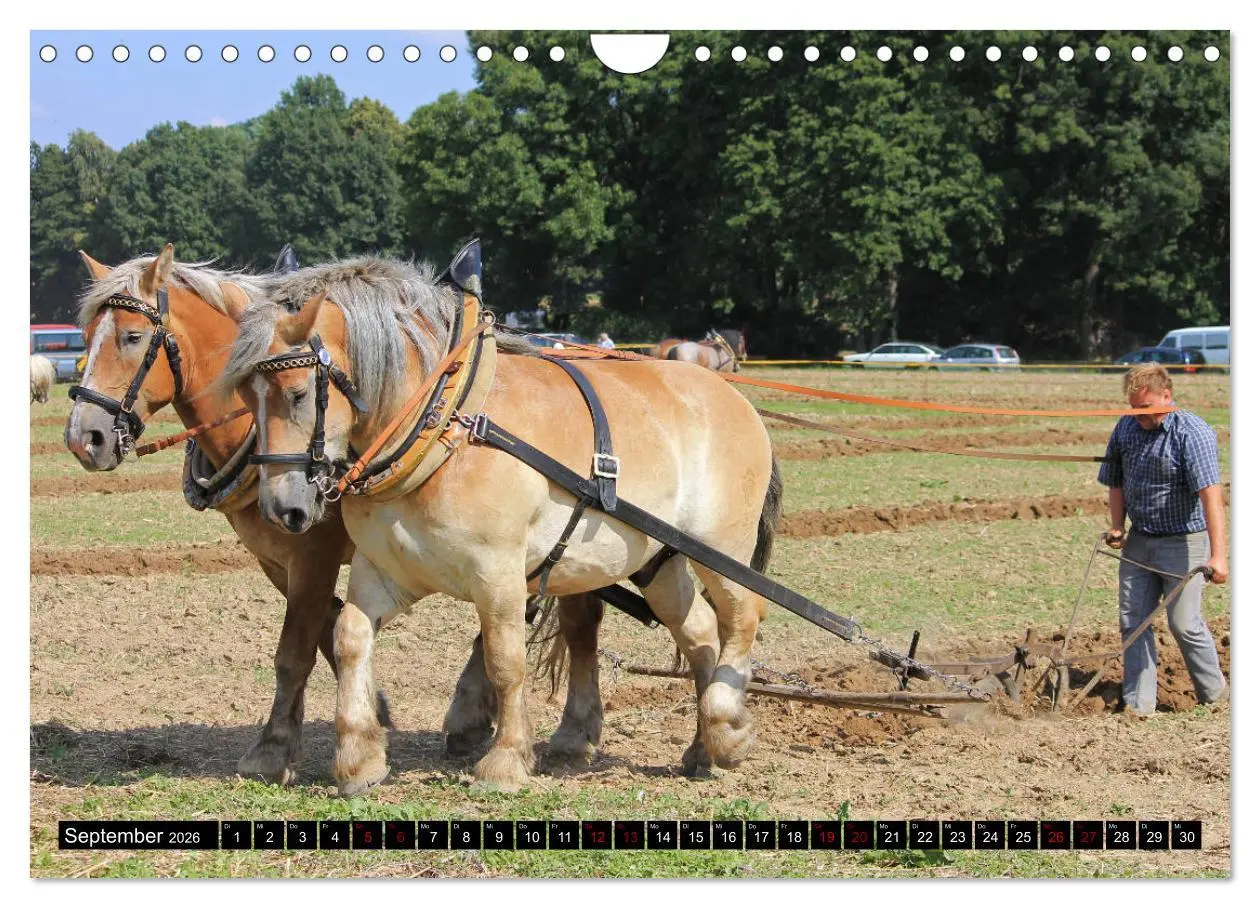 Bild: 9783457874295 | Schwere Pferde 2026 (Wandkalender 2026 DIN A4 quer), CALVENDO...