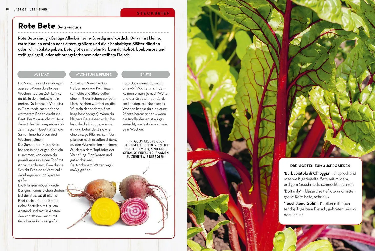 Bild: 9783440174395 | Samenwunder | Sophie Collins (u. a.) | Buch | 144 S. | Deutsch | 2022