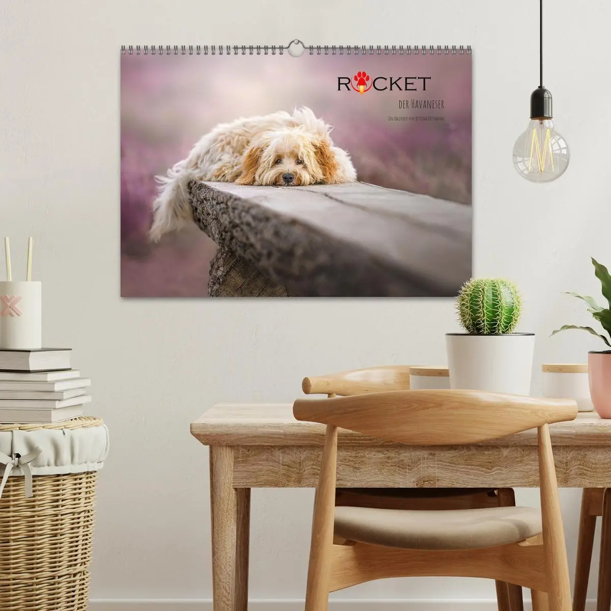 Bild: 9783457624395 | Rocket der Havaneser (Wandkalender 2026 DIN A3 quer), CALVENDO...