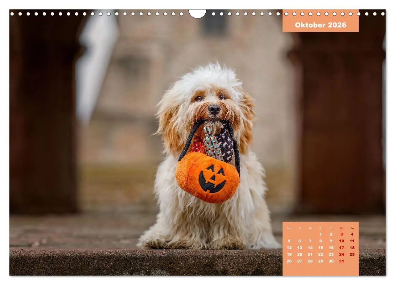Bild: 9783457624395 | Rocket der Havaneser (Wandkalender 2026 DIN A3 quer), CALVENDO...