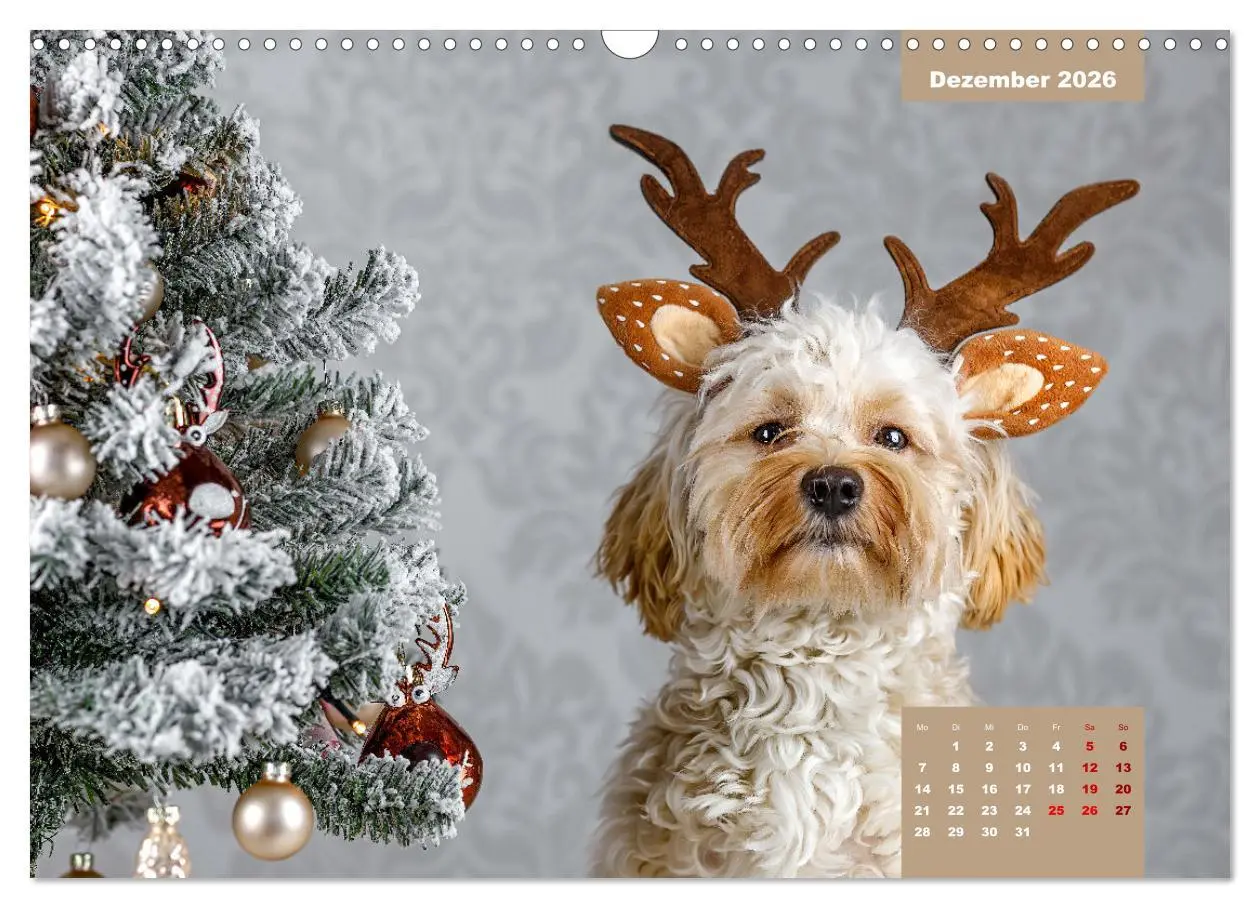 Bild: 9783457624395 | Rocket der Havaneser (Wandkalender 2026 DIN A3 quer), CALVENDO...
