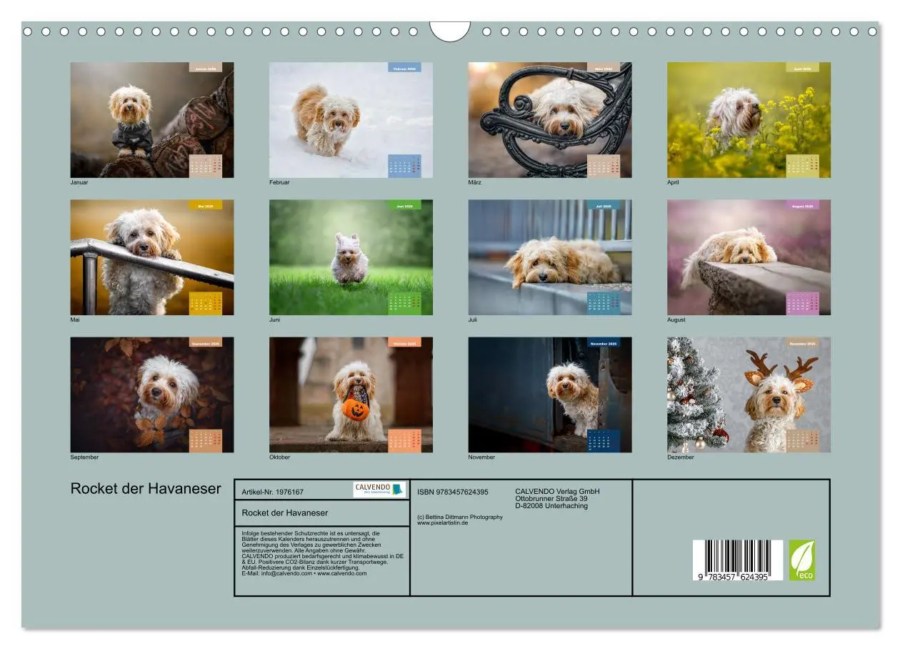Bild: 9783457624395 | Rocket der Havaneser (Wandkalender 2026 DIN A3 quer), CALVENDO...