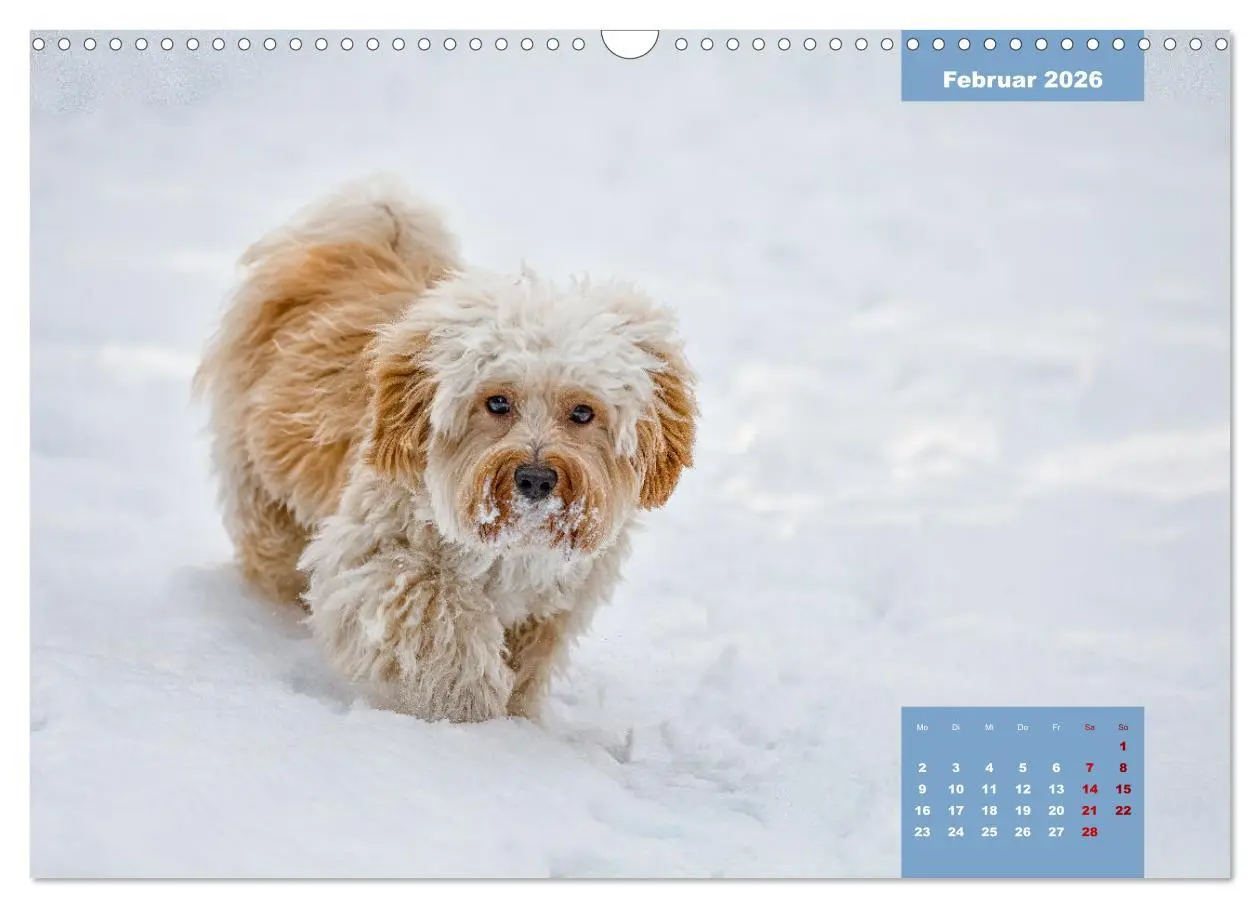 Bild: 9783457624395 | Rocket der Havaneser (Wandkalender 2026 DIN A3 quer), CALVENDO...