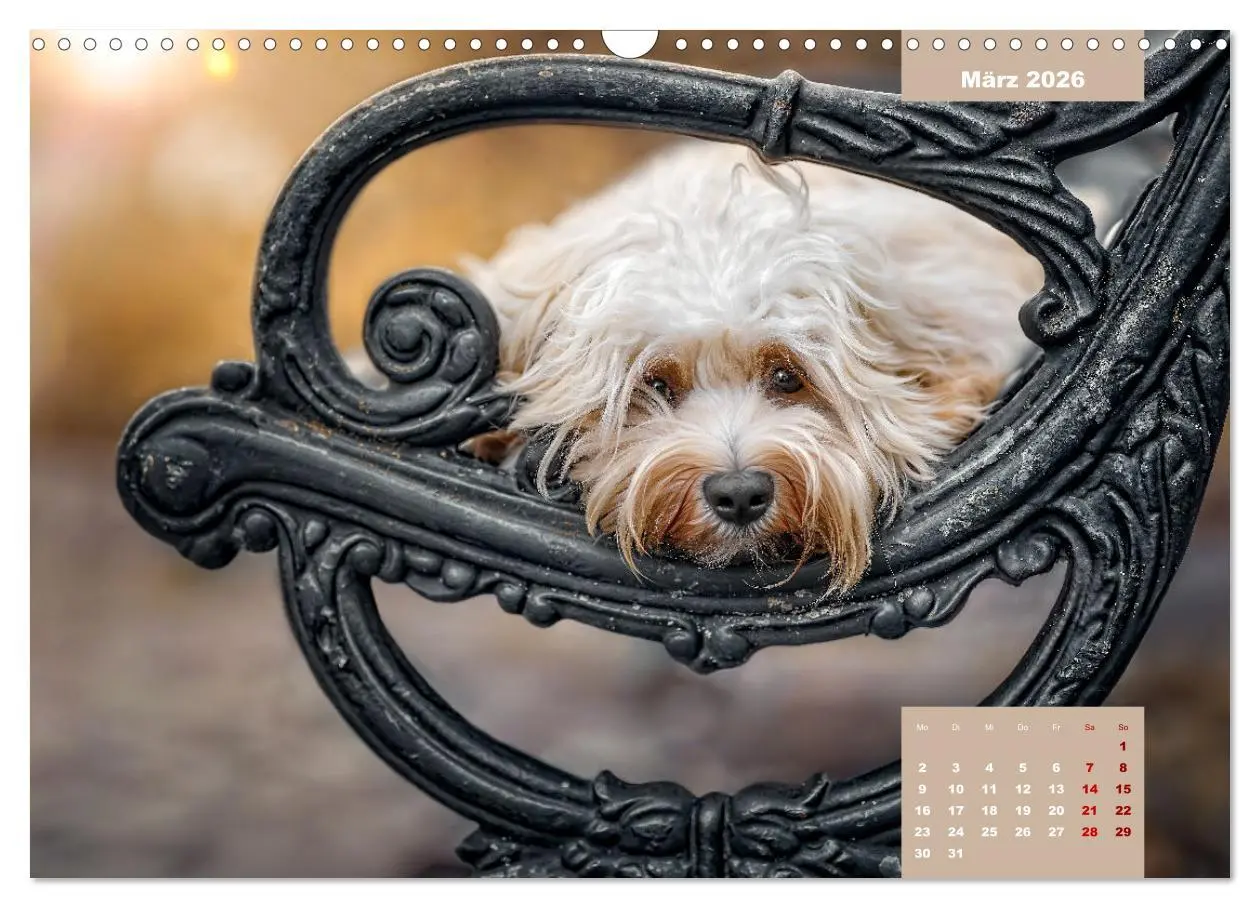 Bild: 9783457624395 | Rocket der Havaneser (Wandkalender 2026 DIN A3 quer), CALVENDO...
