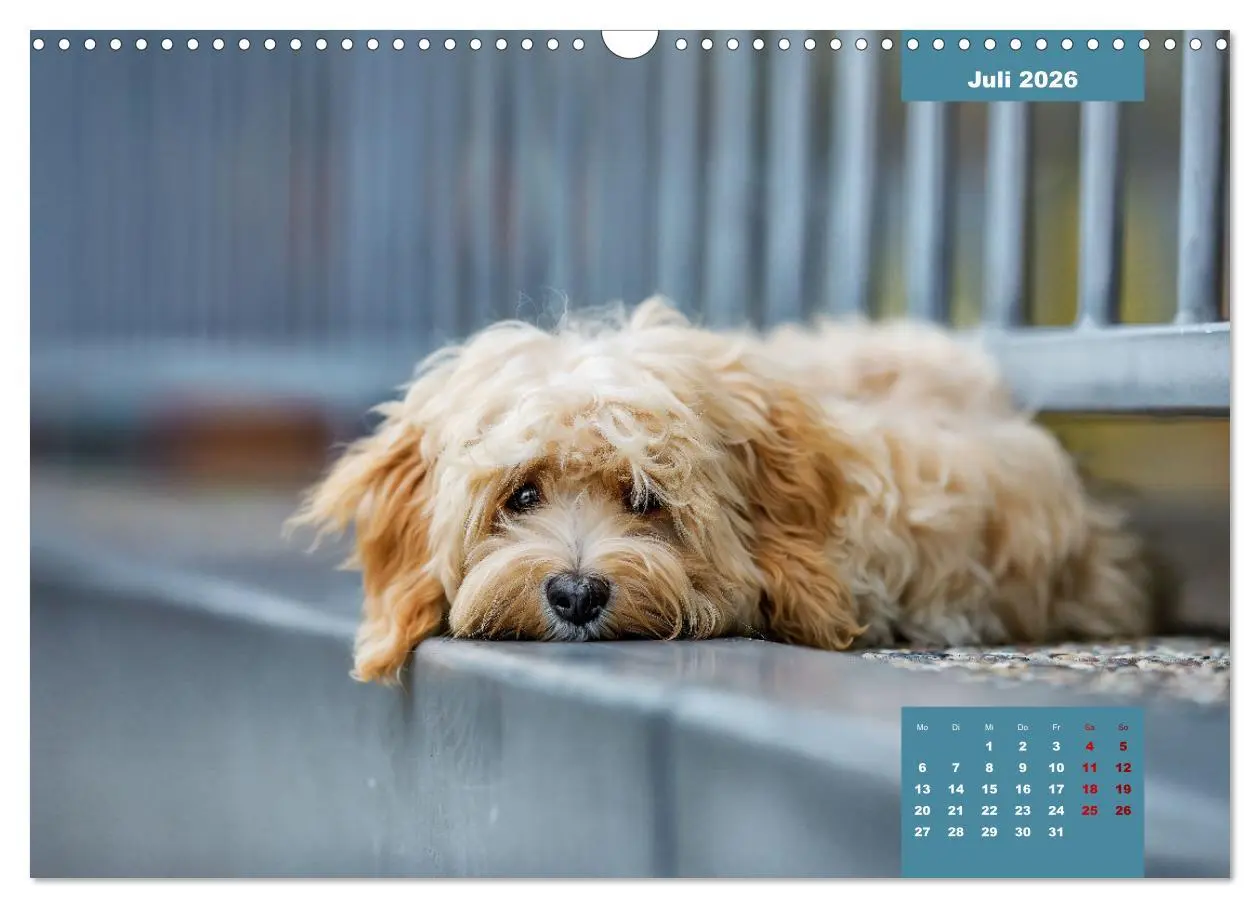 Bild: 9783457624395 | Rocket der Havaneser (Wandkalender 2026 DIN A3 quer), CALVENDO...