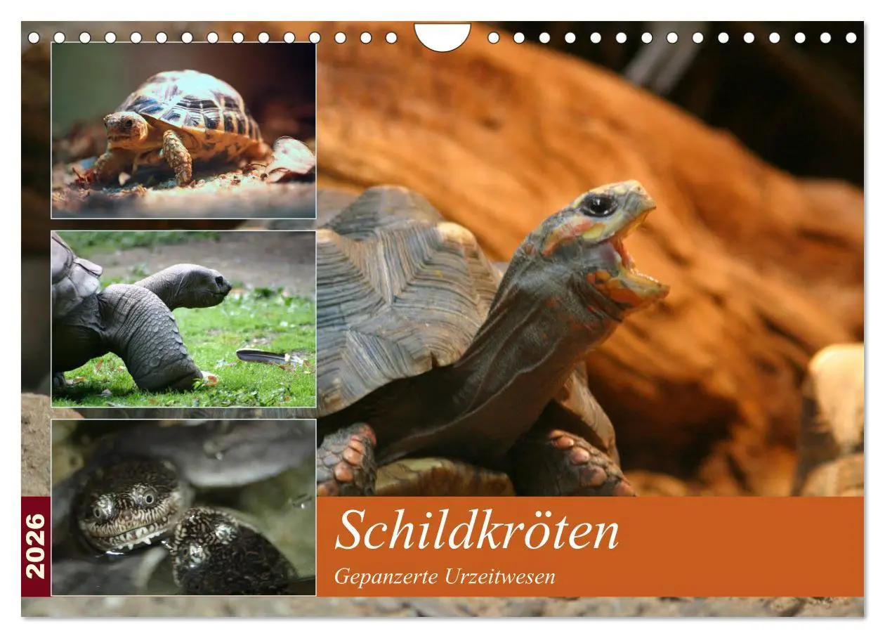 Cover: 9783516184495 | Schildkröten - Gepanzerte Urzeitwesen (Wandkalender 2026 DIN A4...
