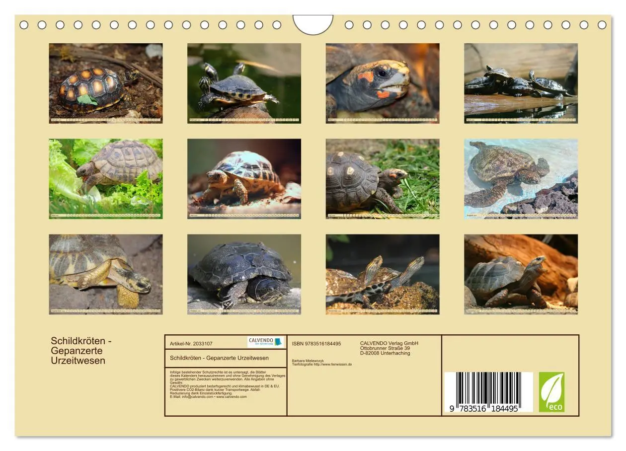 Bild: 9783516184495 | Schildkröten - Gepanzerte Urzeitwesen (Wandkalender 2026 DIN A4...