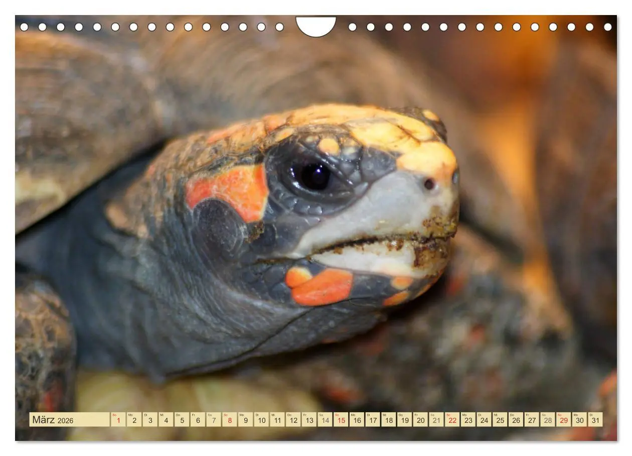 Bild: 9783516184495 | Schildkröten - Gepanzerte Urzeitwesen (Wandkalender 2026 DIN A4...