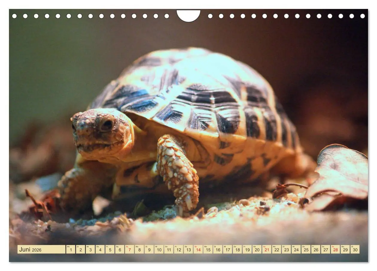 Bild: 9783516184495 | Schildkröten - Gepanzerte Urzeitwesen (Wandkalender 2026 DIN A4...