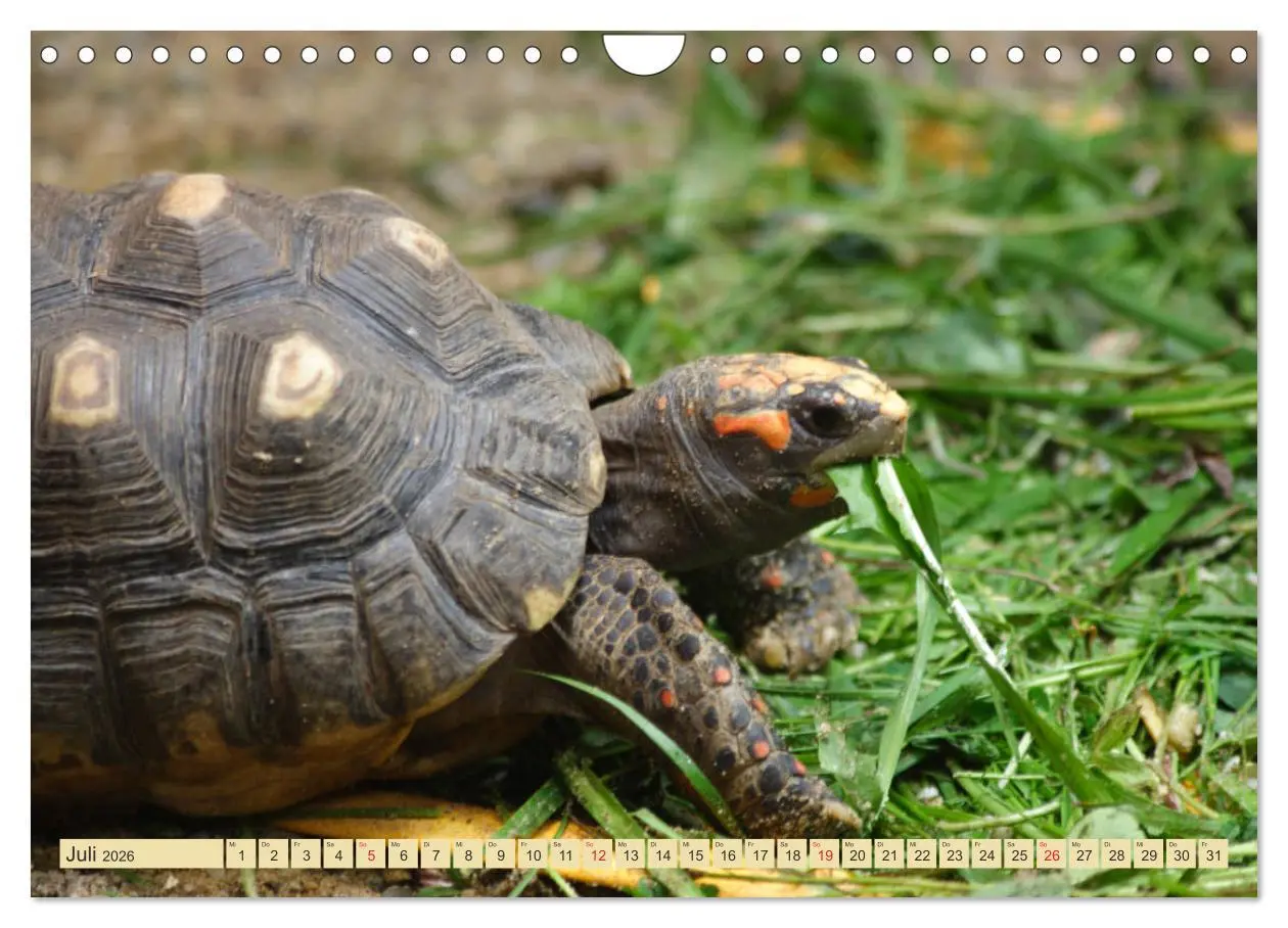 Bild: 9783516184495 | Schildkröten - Gepanzerte Urzeitwesen (Wandkalender 2026 DIN A4...