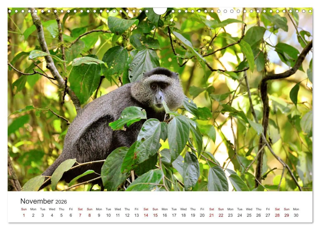 Bild: 9783516564495 | Kenya - a country like Africa (Wall Calendar 2026 DIN A3...