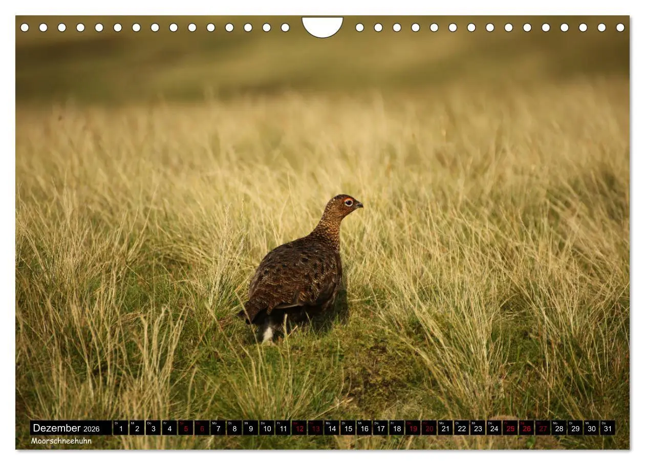 Bild: 9783457774595 | Traumhafte Yorkshire Dales (Wandkalender 2026 DIN A4 quer),...