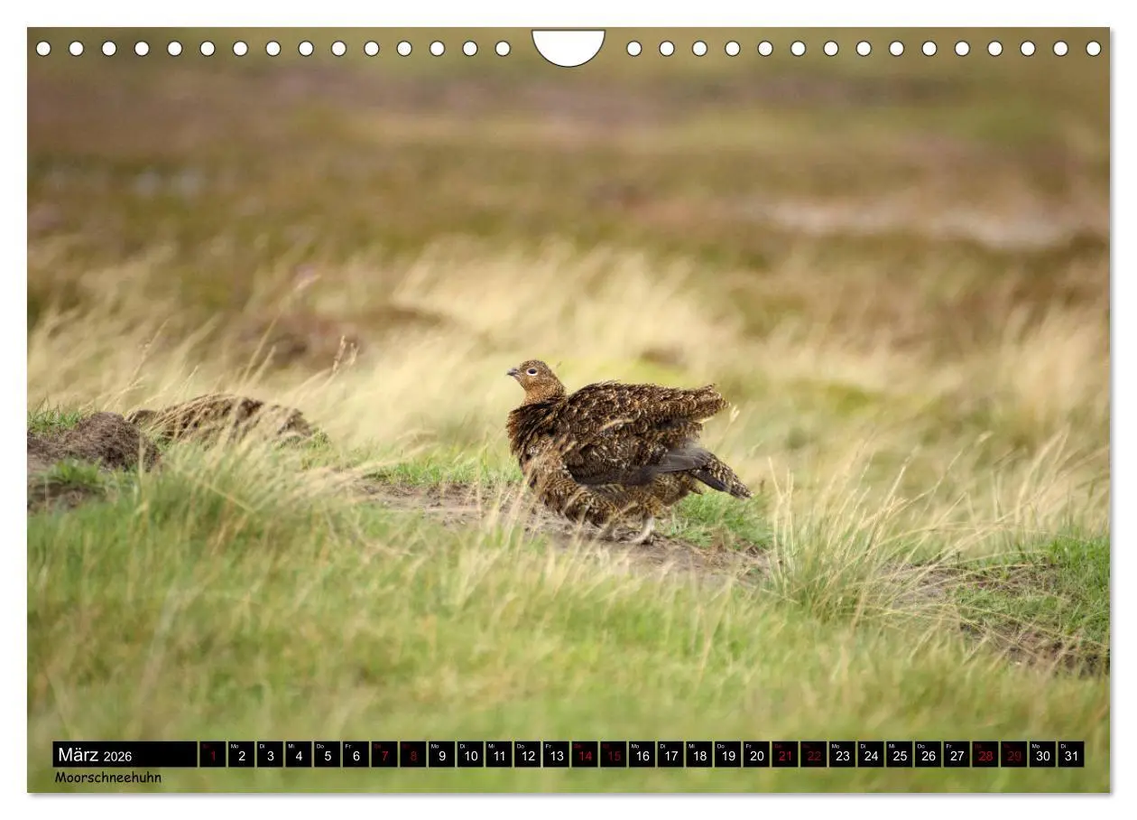 Bild: 9783457774595 | Traumhafte Yorkshire Dales (Wandkalender 2026 DIN A4 quer),...