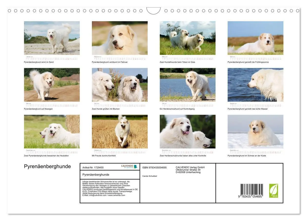 Bild: 9783435054695 | Pyrenäenberghunde (Wandkalender 2025 DIN A3 quer), CALVENDO...