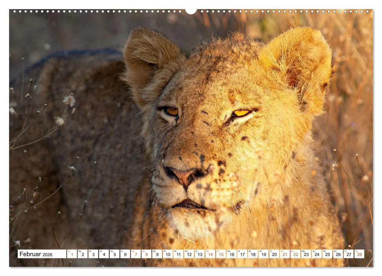 Bild: 9783457454695 | Südafrikas wilde Katzen (hochwertiger Premium Wandkalender 2026 DIN...
