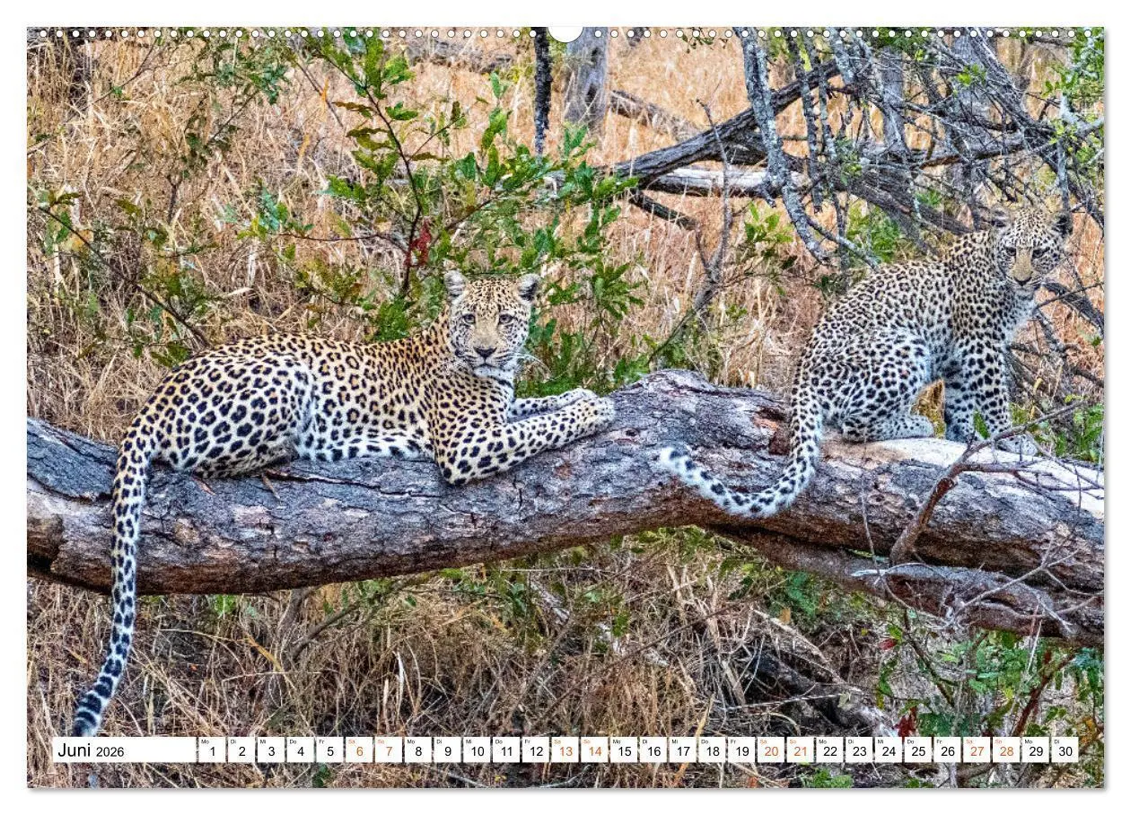 Bild: 9783457454695 | Südafrikas wilde Katzen (hochwertiger Premium Wandkalender 2026 DIN...