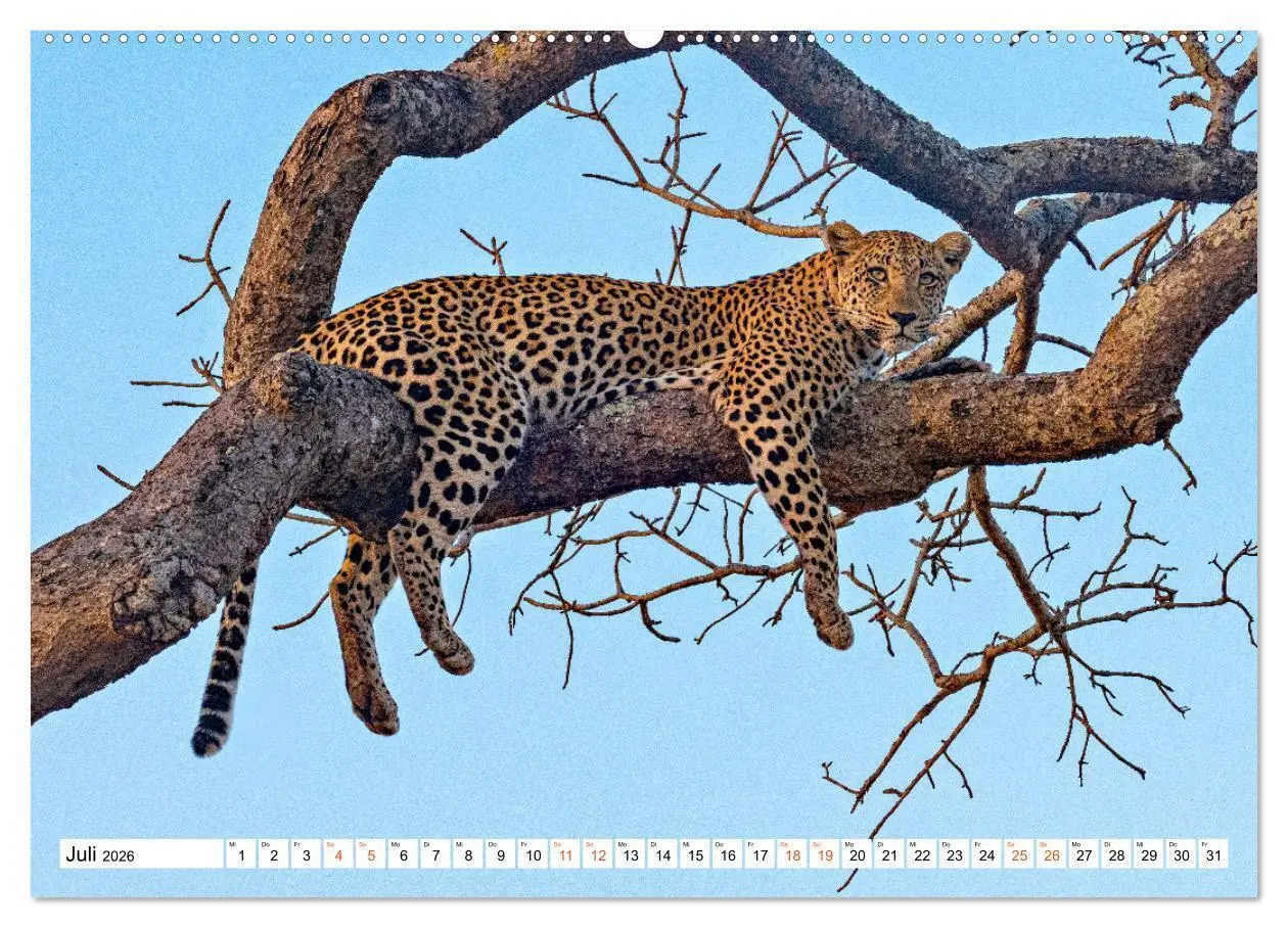 Bild: 9783457454695 | Südafrikas wilde Katzen (hochwertiger Premium Wandkalender 2026 DIN...