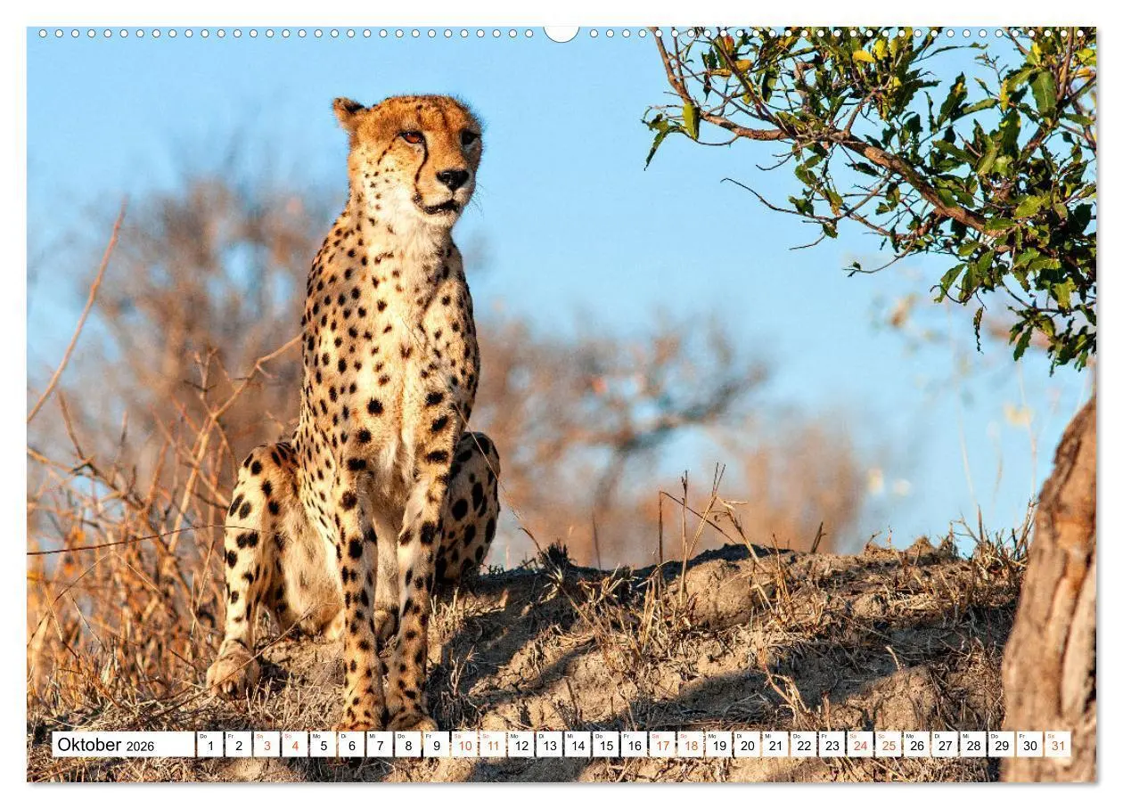 Bild: 9783457454695 | Südafrikas wilde Katzen (hochwertiger Premium Wandkalender 2026 DIN...