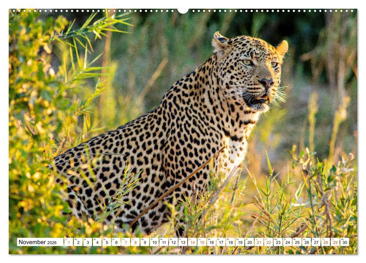 Bild: 9783457454695 | Südafrikas wilde Katzen (hochwertiger Premium Wandkalender 2026 DIN...