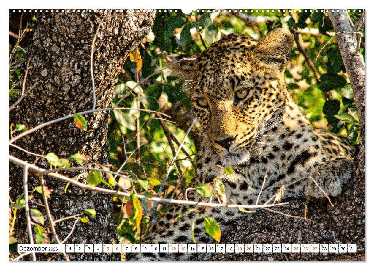 Bild: 9783457454695 | Südafrikas wilde Katzen (hochwertiger Premium Wandkalender 2026 DIN...