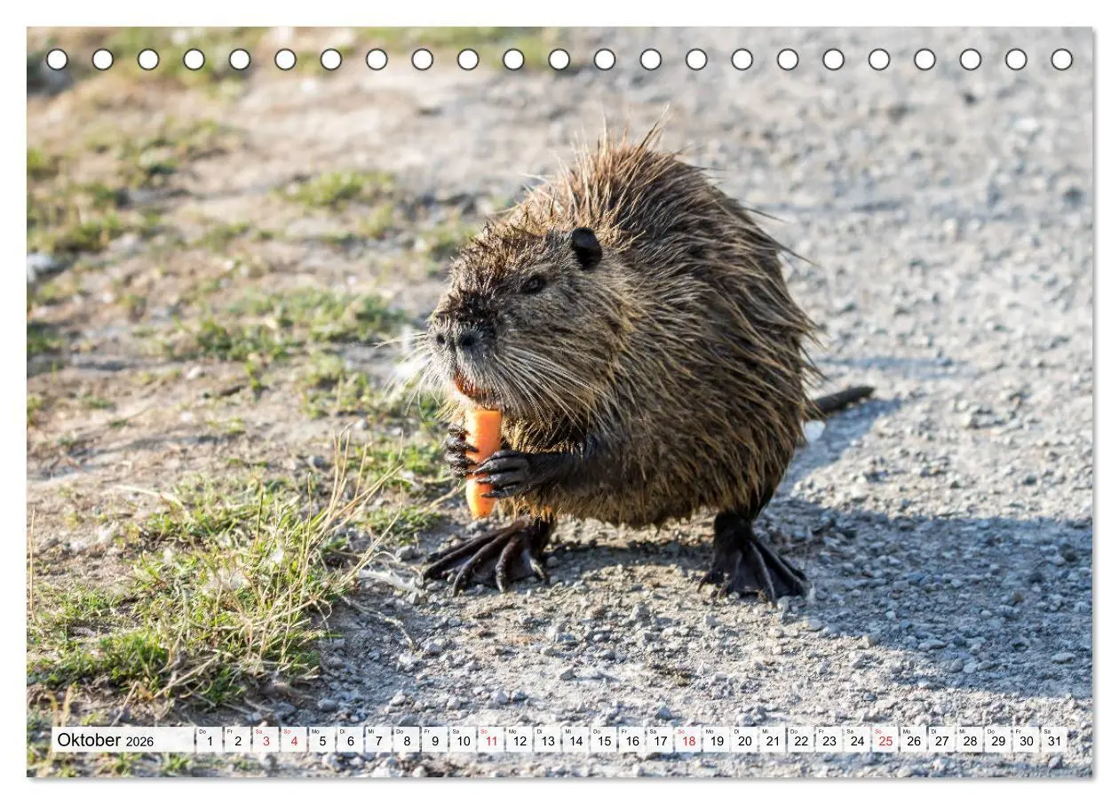 Bild: 9783457824795 | NUTRIA mit Nachwuchs (Tischkalender 2026 DIN A5 quer), CALVENDO...
