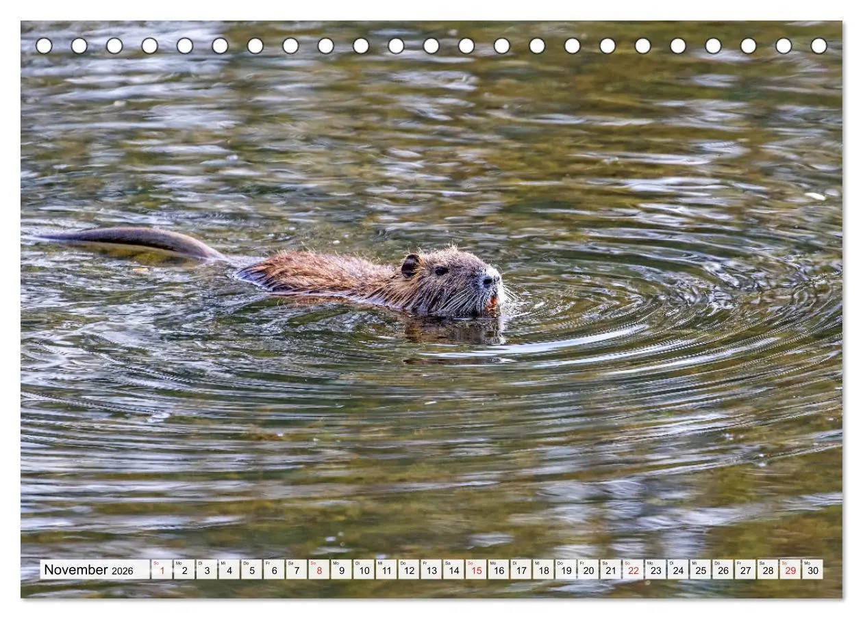 Bild: 9783457824795 | NUTRIA mit Nachwuchs (Tischkalender 2026 DIN A5 quer), CALVENDO...
