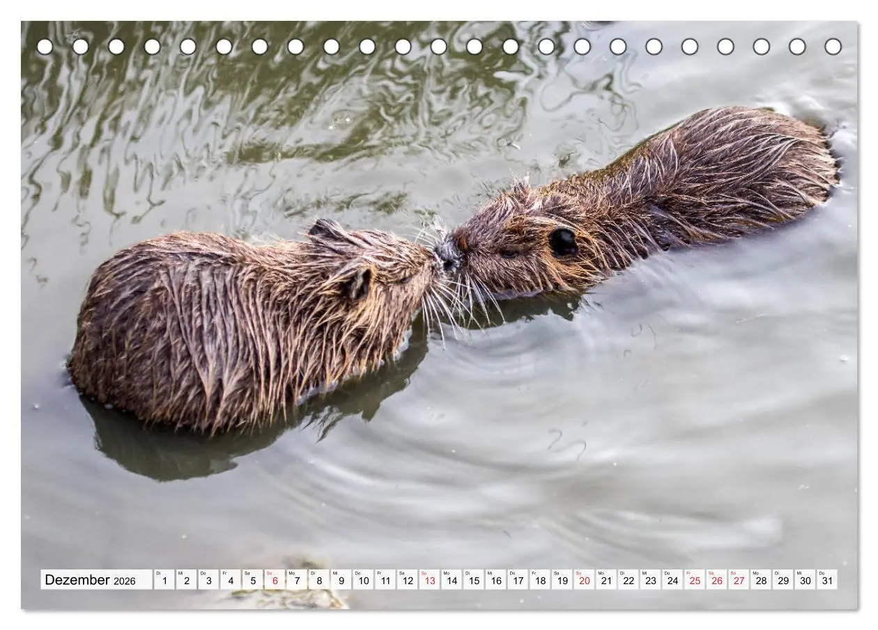 Bild: 9783457824795 | NUTRIA mit Nachwuchs (Tischkalender 2026 DIN A5 quer), CALVENDO...
