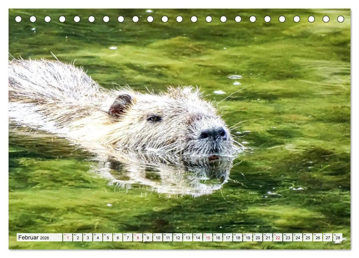 Bild: 9783457824795 | NUTRIA mit Nachwuchs (Tischkalender 2026 DIN A5 quer), CALVENDO...