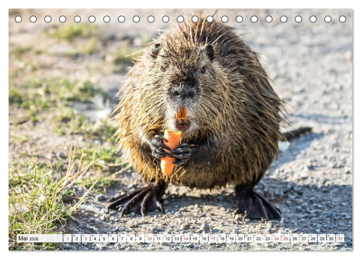 Bild: 9783457824795 | NUTRIA mit Nachwuchs (Tischkalender 2026 DIN A5 quer), CALVENDO...