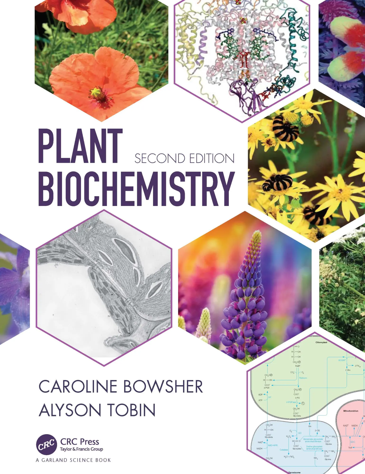 Cover: 9780815344995 | Plant Biochemistry | Caroline Bowsher (u. a.) | Taschenbuch | Englisch