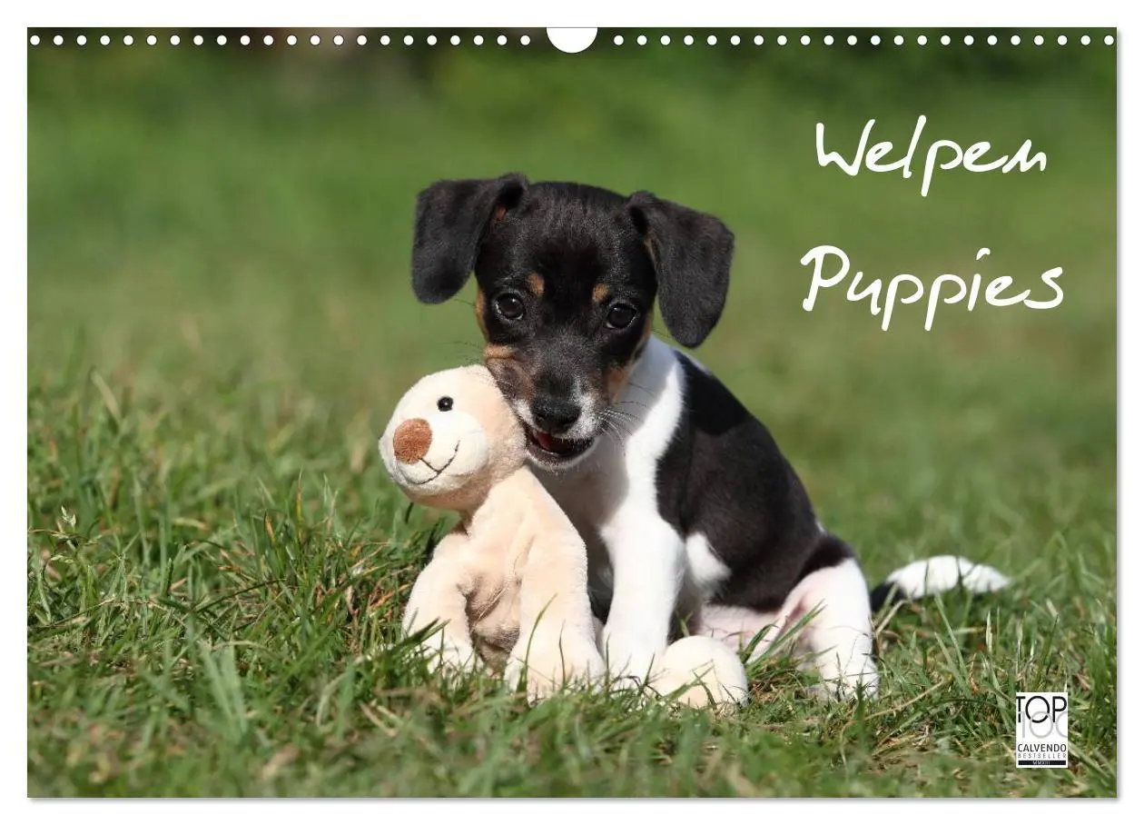 Cover: 9783516204995 | Welpen - Puppies (Wandkalender 2026 DIN A3 quer), CALVENDO...