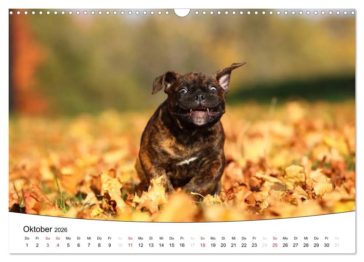 Bild: 9783516204995 | Welpen - Puppies (Wandkalender 2026 DIN A3 quer), CALVENDO...