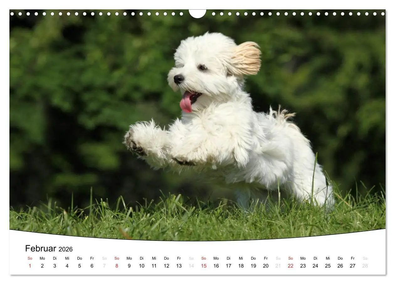 Bild: 9783516204995 | Welpen - Puppies (Wandkalender 2026 DIN A3 quer), CALVENDO...