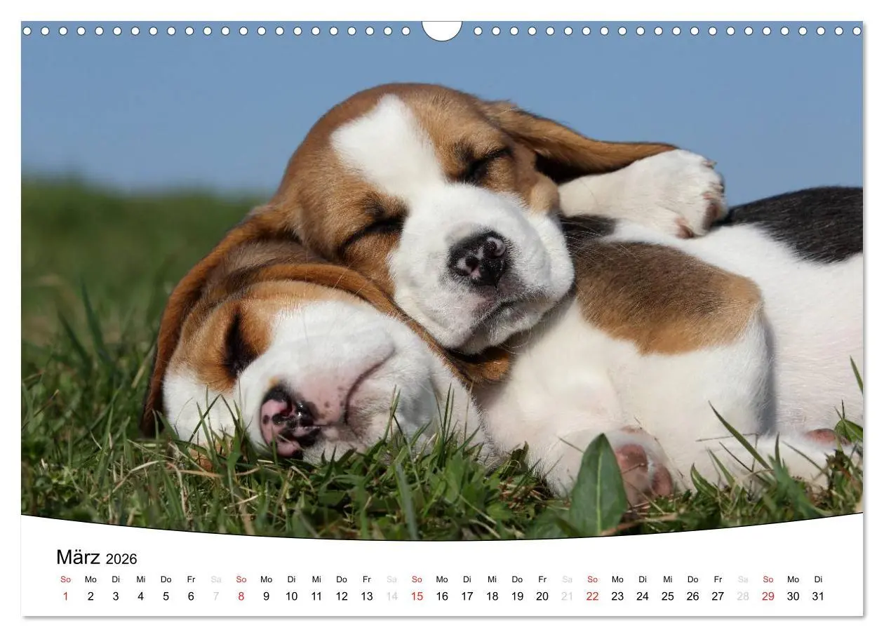 Bild: 9783516204995 | Welpen - Puppies (Wandkalender 2026 DIN A3 quer), CALVENDO...