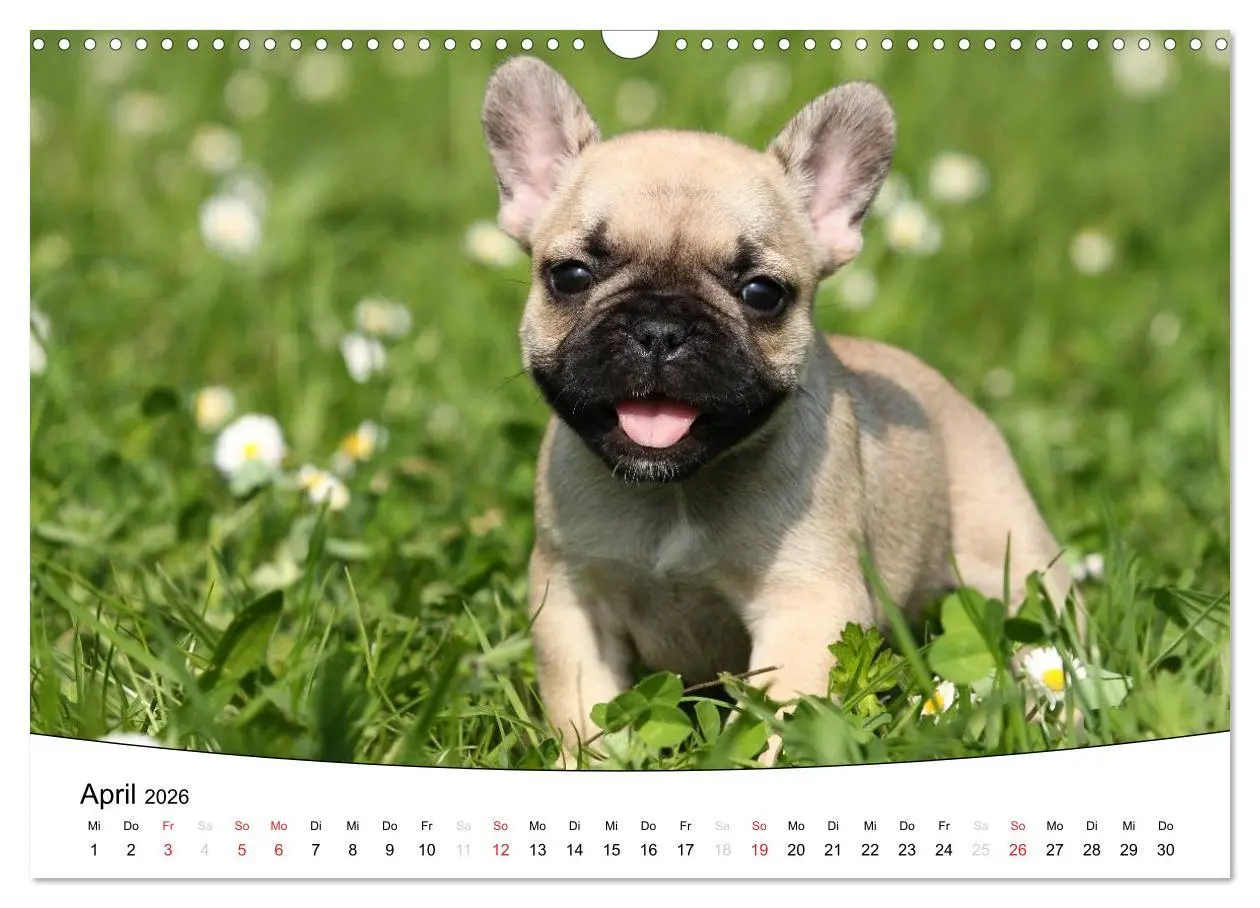 Bild: 9783516204995 | Welpen - Puppies (Wandkalender 2026 DIN A3 quer), CALVENDO...